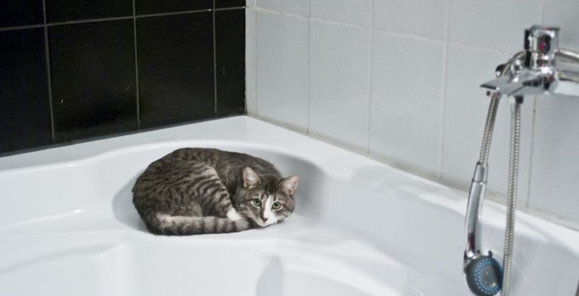 Un bagno a misura di gatto