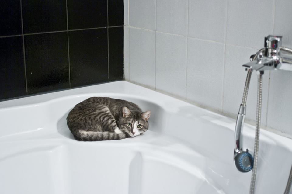 bagno gatto lettiera sabbietta